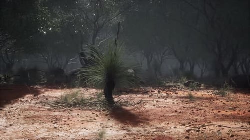 Australian Outback with Trees and Yellow Sand