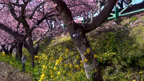 Wunderschöner und leuchtend rosafarbener Sakura-Kirschblütenbaum neben Rapsblüten