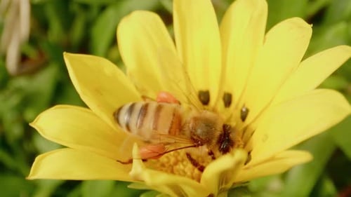 Bees collecting pollen on vibrant yellow flowers in a sunny garden during spring