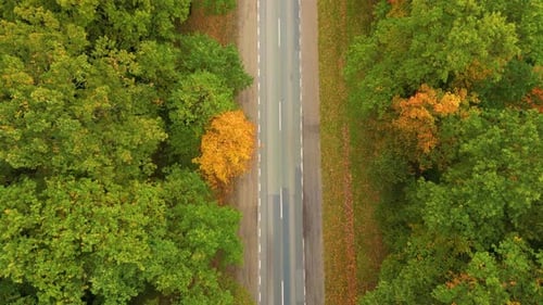 Aerial View Above Road in Forest in Fall With Cars. Aerial Top View Over Straight Road With Cars in