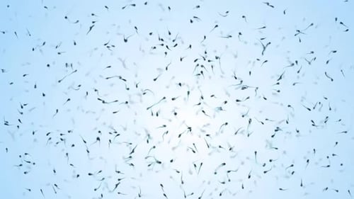 Sperm cells moving rapidly in blue background