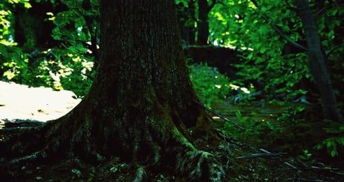 Majestic Tree Roots Thrive in Sun Drenched Forest Embraced By Greenery