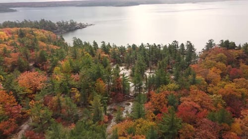 Beautiful shoreline surrounded by large forest trees in autumn - Long Dolly Tilt Down shot