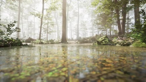 A Stream Running Through a Lush Green Forest