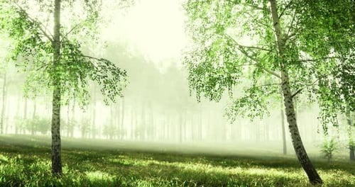 Lush Green Forest Landscape with Mist in the Early Morning Light