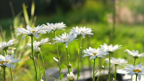 Pharmaceutical Camomile Matricaria Chamomilla Blooming Chamomiles Beautiful Nature Scene with Fresh