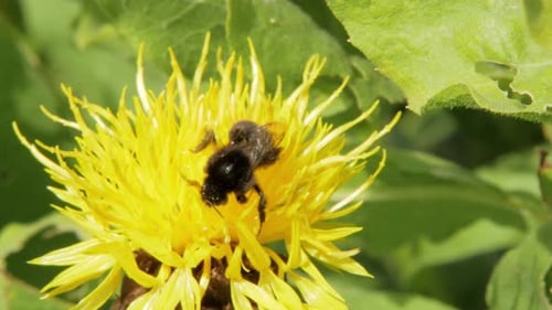 Eine Makro-Nahaufnahme einer Hummel auf einer gelben Blume auf der Suche nach Nahrung.