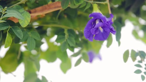 Nahaufnahme einer wunderschönen blauen Aparajita-Blume, die im Garten blüht. Auch bekannt als Clitoria te