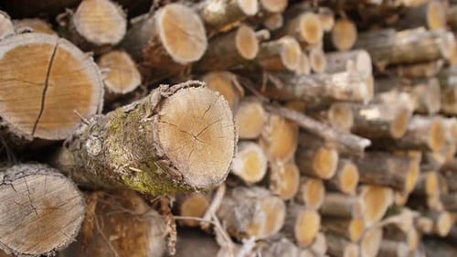 Rough Cut Logs stacked in a Wood Pile