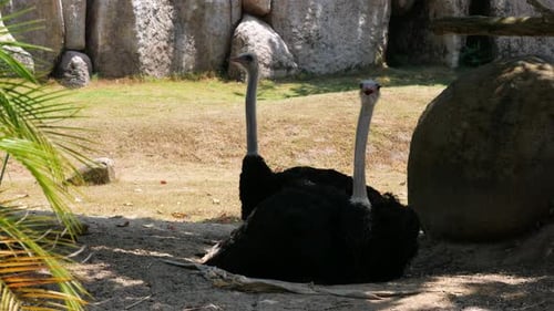 Zwei Strauße sitzen auf dem Boden