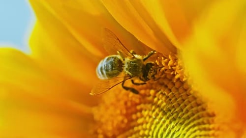 Bee gathering pollen inside bright yellow sunflower petals
