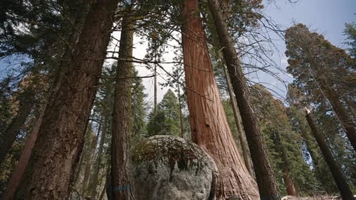Grand rocher à côté d'un séquoia avec des pins environnants dans le parc national de Sequoia