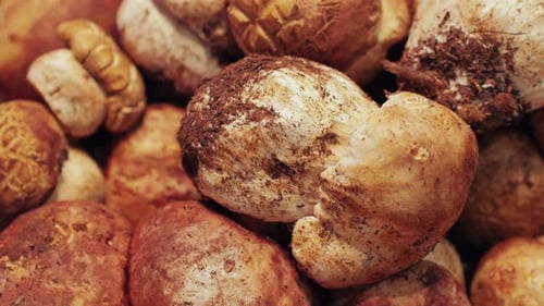Close up of Freshly Picked Brown Mushrooms