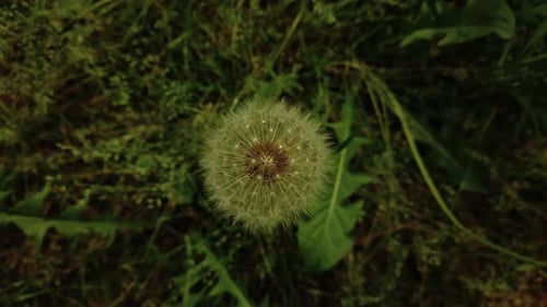 Close-up shot of the Dandelion in nature. Wildflower at spring.