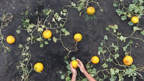 Harvesting melons. Сlose-up.