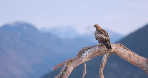 Golden Eagle Sits on a Tree in the Mountains at Winter