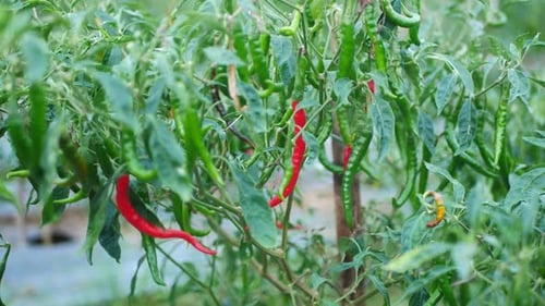 Chili-Gemüse
