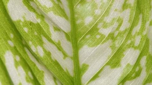 Detailed Close-Up of a Green and White Leaf
