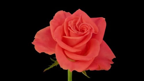 Time lapse of opening Amsterdam rose