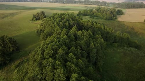 Aerial shot over the small group of trees on the farm field