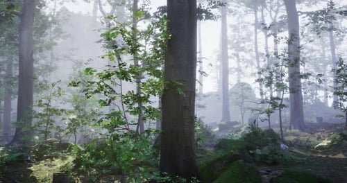 Misty Forest Landscape with Lush Greenery and Tall Trees in Daylight