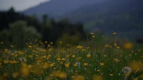 Colorful Vivid Spring Flowers Blooming on Wild Grass Field Outside