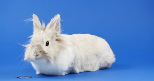 Cute White Rabbit Eating Against a Blue Background