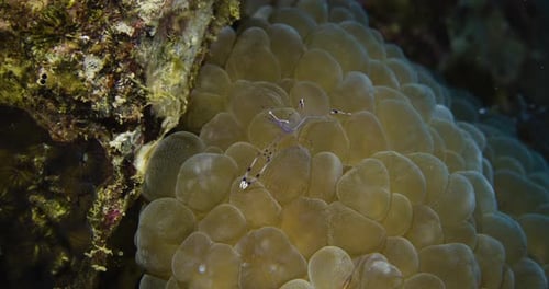 Camarones más limpios.