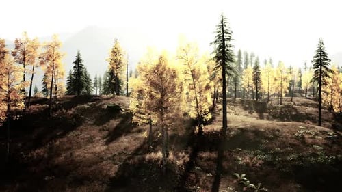 Golden Autumn Foliage Illuminates a Serene Forest Landscape in Daylight