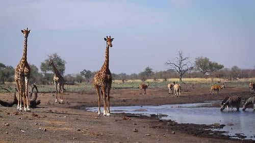 Giraffes in Kruger national park, South Africa