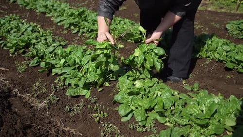 A woman harvesting spinach
