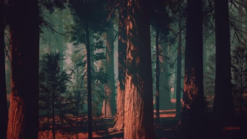 Sequoia Forest Filled With Towering Trees Dark Forest