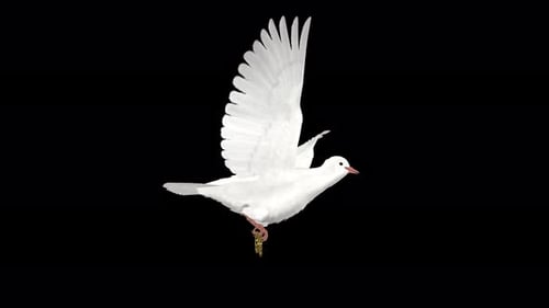 Wedding Dove, paloma blanca con anillos de compromiso, vista lateral en bucle volador, canal Alpha 4K