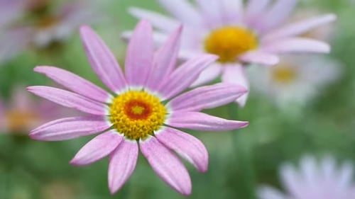 Vibrant Pink Daisy Flowers with Golden Centers Blossoming Beautifully in the Garden