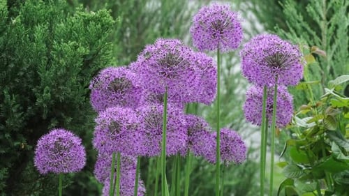 Allium Giganteum flowers growing outdoors. Giant Onion blooming in the spring day