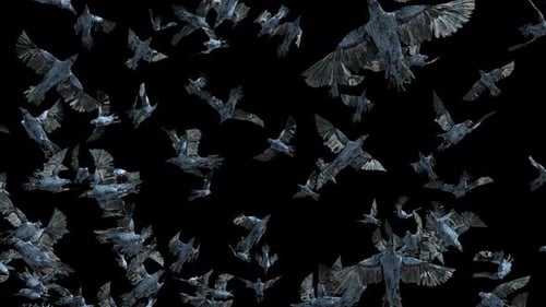 Flying Flock of Crows Animation with Alpha Channel