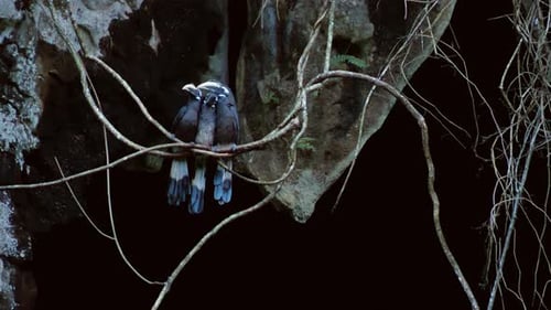 Three White-Crowned Hornbills Perched in Cave Entrance