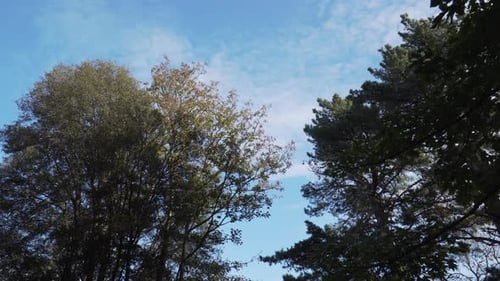 Close up view of some tree tops dancing in the wind with blue sky and some clouds on the