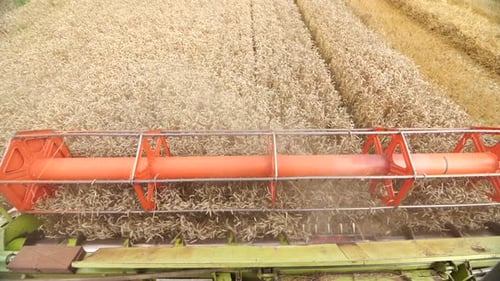 Top View Harvester Harvester Cuts Ripe Wheat in the Field During Harvest