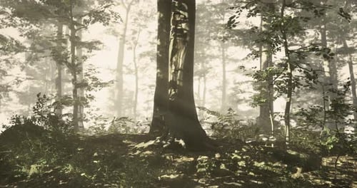 Sunlight Filters Through Trees in a Tranquil Forest at Dawn