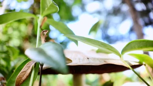 Close up view of Agaricus mushroom in a coniferous forest