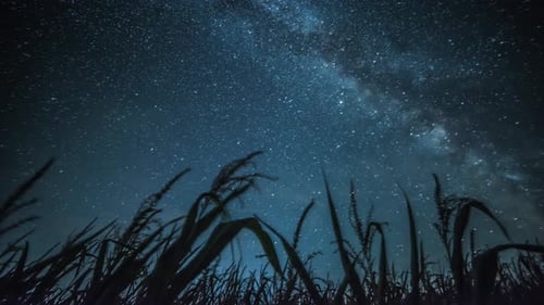 Milky Way Time Lapse over Silhouetted Cornfield at Night