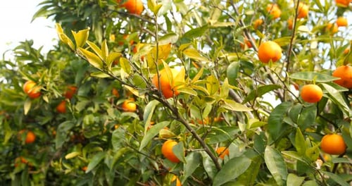 Mandarin Oranges Hanging On A Tree, Citrus Fruits On A Sunny Day. - close up, sldier