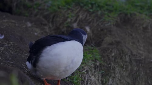Atlantic Puffin preening feathers in its natural habitat on a scenic icelandic coast