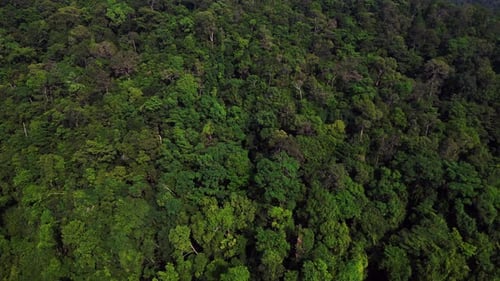 Lush green tropical rainforest covering mountain. Nice aerial view flight drone