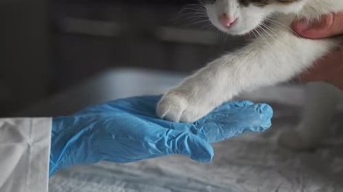 Cat paw in hand of veterinary doctor in medical glove close up. Pet health examination