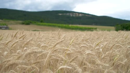 Golden grain wheat filed in summer wiggles in the wind with a mountain in the back
