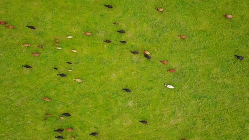 Lush green pasture with large herd of cows, Aerial footage