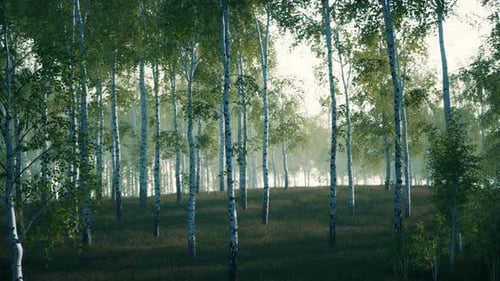 Birch Grove on a Sunny Summer Day Landscape