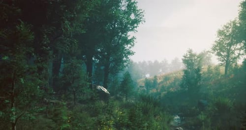 Lush Forest with Greenery and Sunlight Filtering Through Trees